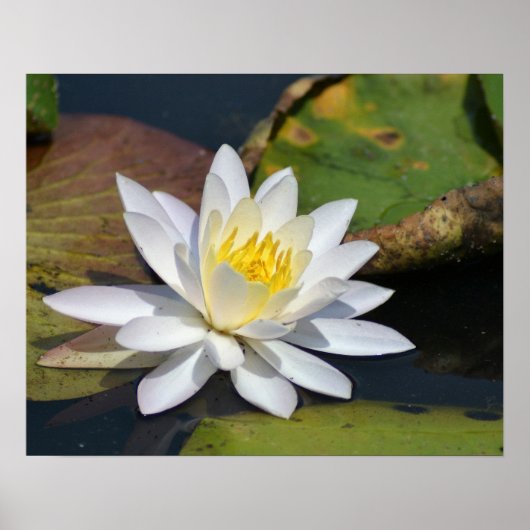 Friedlich Lotus für einen Raum, der Zen benötigt Poster (Vorne)