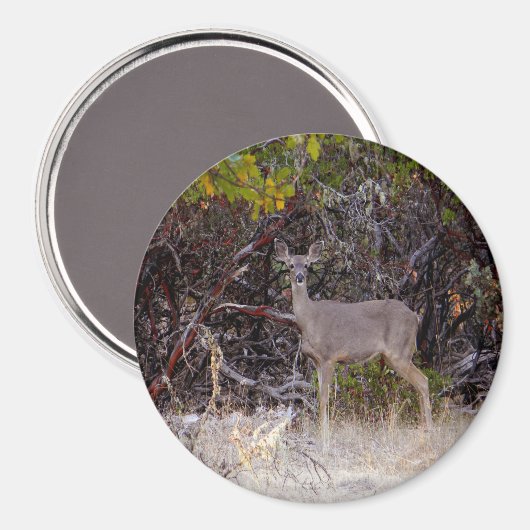 Friedlich.... Magnet (Vorderseite/Rückseite)