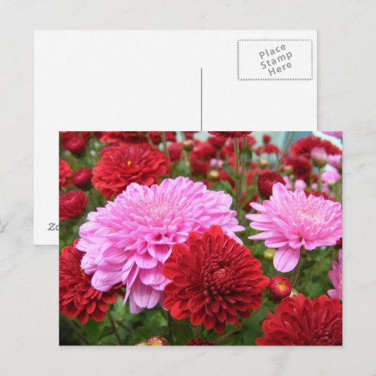 Friedlich Morning Glory Postkarte (Vorne/Hinten)