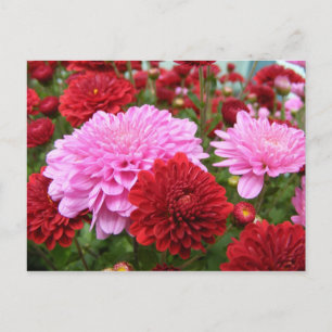 Friedlich Morning Glory Postkarte