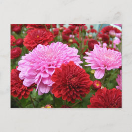 Friedlich Morning Glory Postkarte