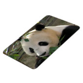Friedlich Panda Magnet (Linke Seite)