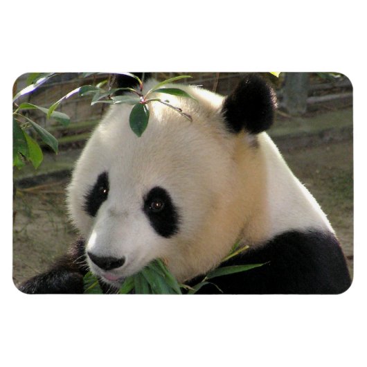 Friedlich Panda Magnet (Horizontal)