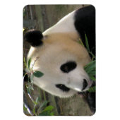 Friedlich Panda Magnet (Vertikal)