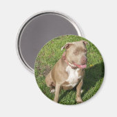 Friedlich Pitbull Magnet (Vorderseite/Rückseite)