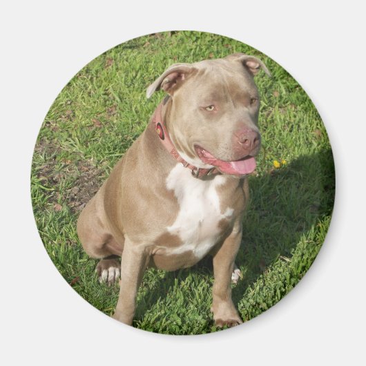 Friedlich Pitbull Magnet (Vorne)