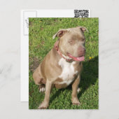Friedlich Pitbull Postkarte (Vorne/Hinten)