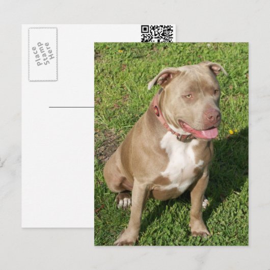 Friedlich Pitbull Postkarte (Vorne/Hinten)