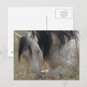 Friedlich Postkarte (Vorne/Hinten)