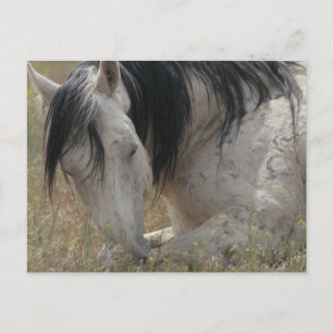 Friedlich Postkarte