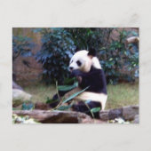 Friedlich Postkarte (Vorderseite)