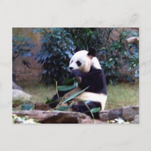 Friedlich Postkarte (Vorderseite)