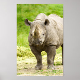 Friedlich Rhino Poster