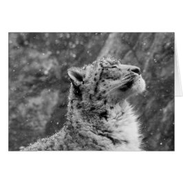 Friedlich Snow Leopard