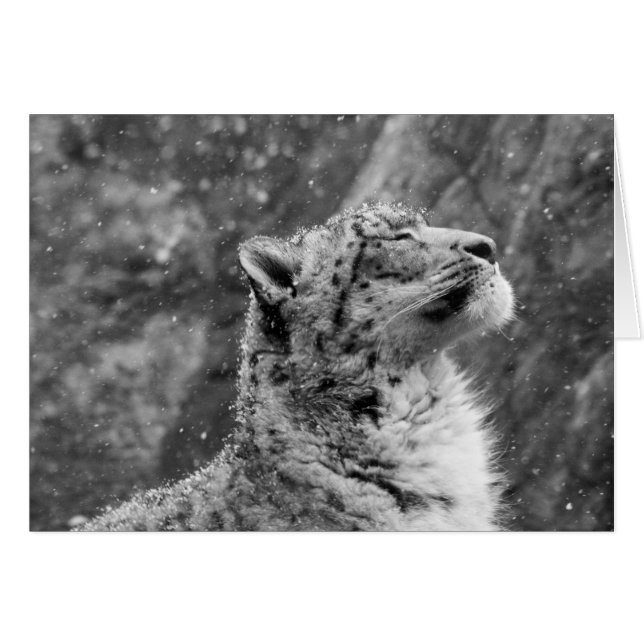 Friedlich Snow Leopard (Vorderseite (Horizontal))