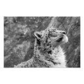 Friedlich Snow Leopard Fotodruck (Vorne)