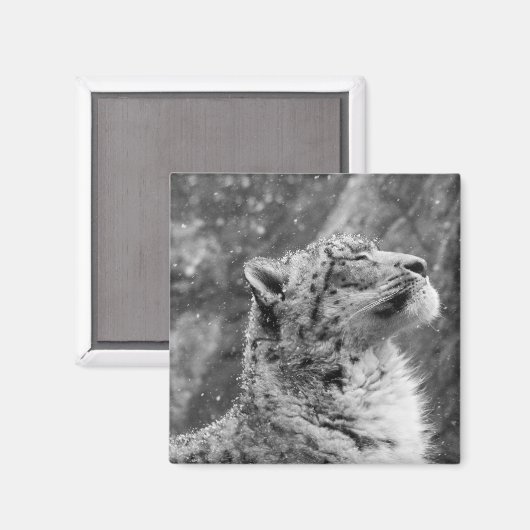 Friedlich Snow Leopard Magnet (Vorderseite/Rückseite)