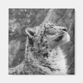 Friedlich Snow Leopard Magnet