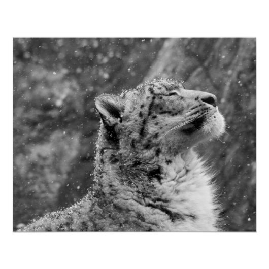 Friedlich Snow Leopard Poster (Vorderseite)