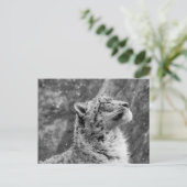 Friedlich Snow Leopard Postkarte (Stehend Vorderseite)
