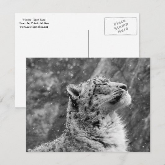 Friedlich Snow Leopard Postkarte (Vorne/Hinten)
