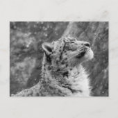 Friedlich Snow Leopard Postkarte (Vorderseite)