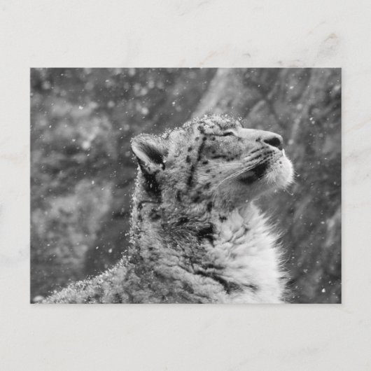 Friedlich Snow Leopard Postkarte (Vorderseite)