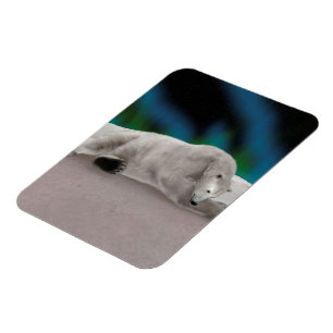Friedliche Eisbär-Arktis-Natur-Illustration Magnet