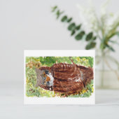 Friedliche Eule mit grüner Hintergrundekarte Postkarte (Stehend Vorderseite)