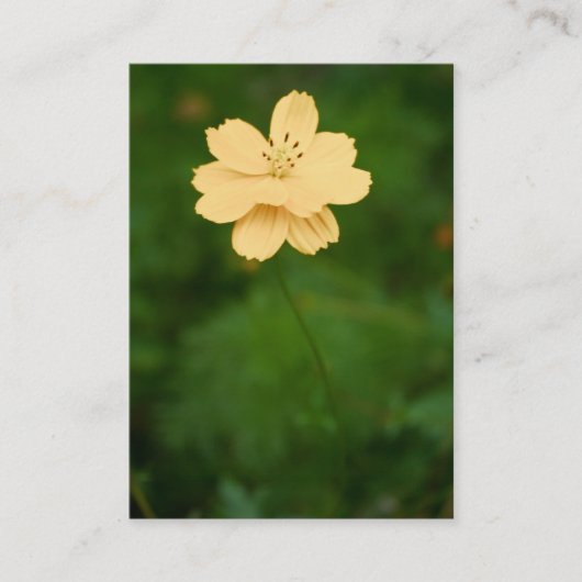 Friedliche Harmonie Mini Print Visitenkarte (Vorderseite)