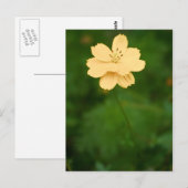 Friedliche Harmonie Postkarte (Vorne/Hinten)