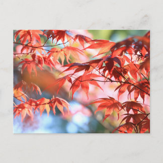 Friedliche Herbst-Ahornblätter-Postkarte Postkarte