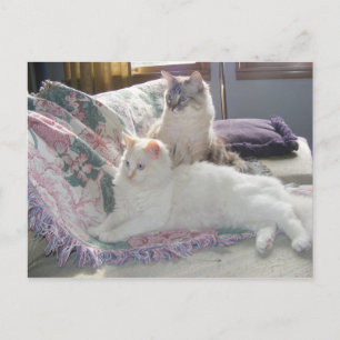 Friedliche Kätzchen Postkarte