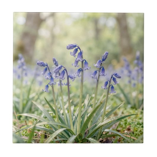 Friedliche lila Blauglöckchen-Waldblüte Fliese (Vorderseite)