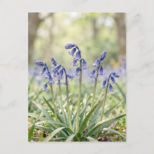 Friedliche lila Blauglockenwaldblüte Postkarte