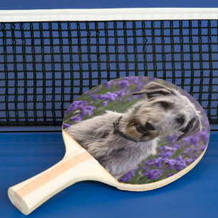 Friedliche Majestät: Wolfshund auf einem Feld mit Tischtennis Schläger