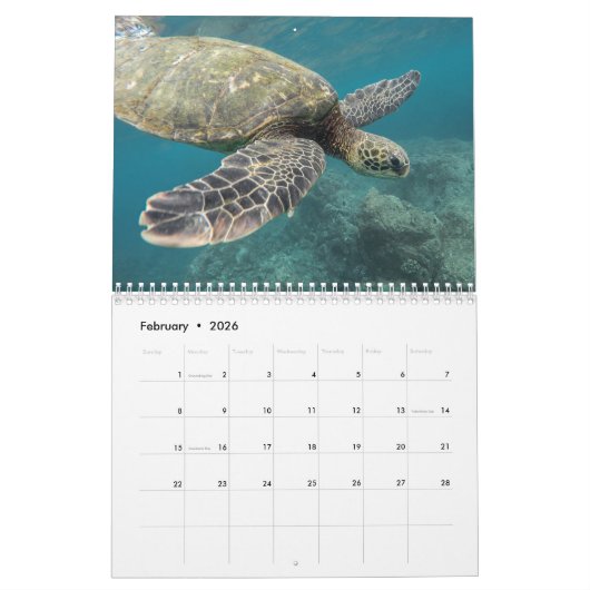 Friedliche Meeresschildkröten Meeresleben Kalender (Feb 2026)
