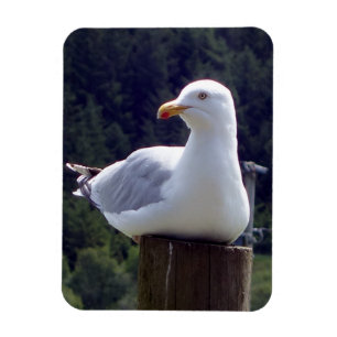 Friedliche Möwe auf Pfosten Natur-Tierwelt-Kunst Magnet