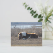 Friedliche Pony Postcard. Postkarte (Stehend Vorderseite)
