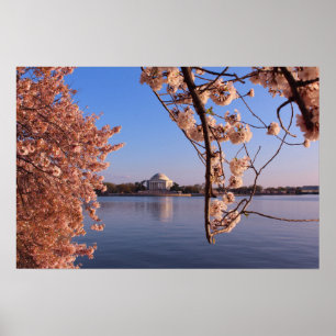 Friedliche Rosa Kirschblüten in DC Poster
