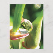 Friedliche Rot- und Grüne Blume mit Dew Postkarte (Vorderseite)