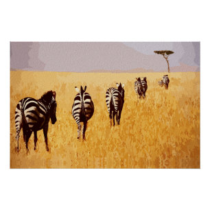 Friedliche Safari – Zebras in den goldenen Graslan Poster