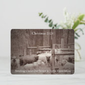 Friedliche Schafe Gewartet zu Weihnachten 2023 (Stehend Vorderseite)