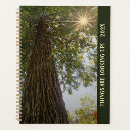 Friedliche Sequoia-Fotografie mit Sonnenburst-Plan Planer