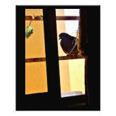 Friedliche Taube Fotodruck (Vorne)