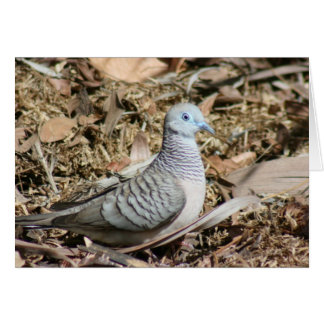 Friedliche Taube - Geopelia placida