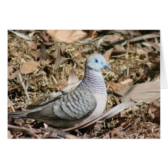 Friedliche Taube - Geopelia placida (Vorderseite (Horizontal))