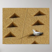 Friedliche Taube Poster (Vorne)