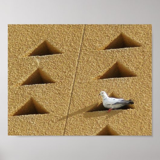 Friedliche Taube Poster (Vorne)