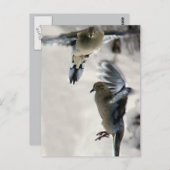 Friedliche Trauertauben im Mittelflug Postkarte (Vorne/Hinten)